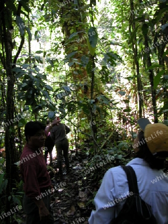 Choco rainforest trail