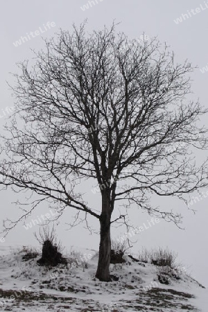 Nussbaum im Winter