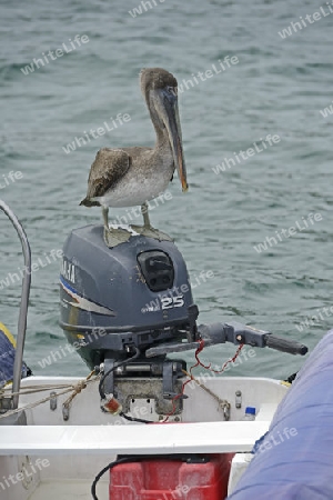 Braunpelikan, auch Brauner Pelikan (Pelecanus occidentalis), sitzt auf Motor eines Schlauchbootes,  Galapagos, Unesco Welterbe, Ecuador, S?damerika