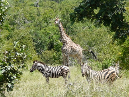 Giraffe mit Zebras