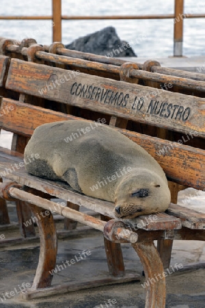 Galapagos Seel?wen (Zalophus wollebaeki), liegen auf einer Sitzbank in Puerto Baquerizo Moreno, Insel San Cristobal, Galapagos , Unesco Welterbe, Ecuador, Suedamerika