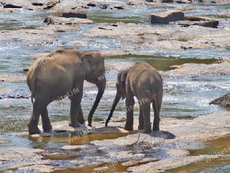 Sri Lanka - Elefanten beim Baden