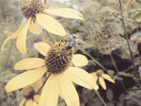 Leuchtender Sonnenhut (Rudbeckia) mit Biene I 