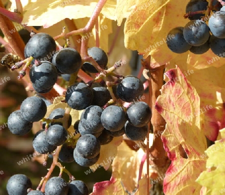 Blaue Weintrauben  2