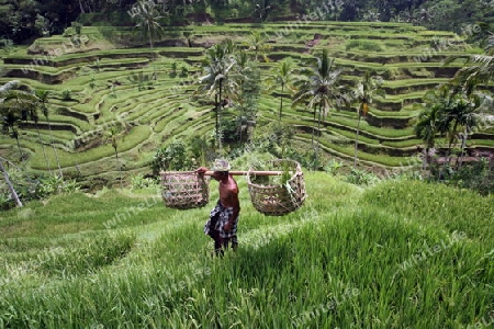 Die Reisfelder von Tegalalang noerdlich von Ubud in Zentral Bali auf der Insel Bali in Indonesien..