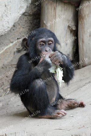 Schimpanse 001