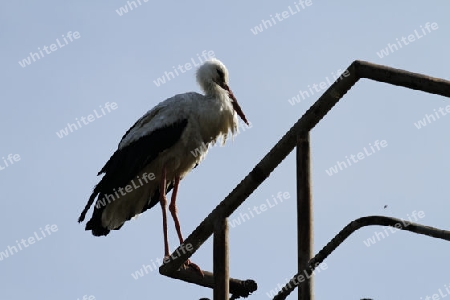 Weissstorch, Ciconia ciconia