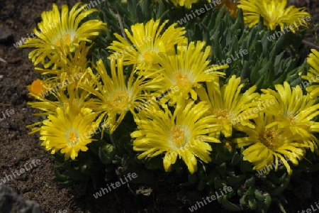 Mittagsblume (Mesembryanthemum)