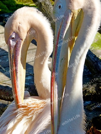 2 Pelikane in typischer K?rperhaltung
