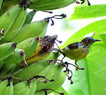 Bananen im Dtschungel