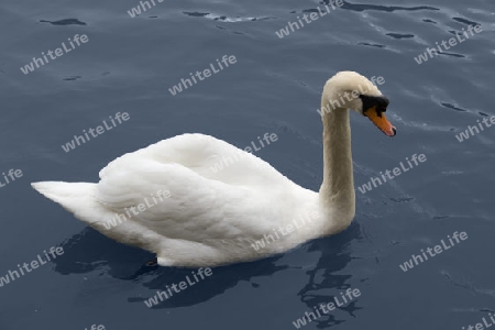white swimming swan on dark blue water surface