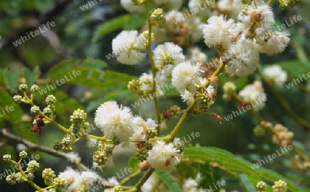 Wei?k?pfchen-Akazie - Leucaena leucocephala