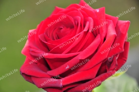 rote Rose 6