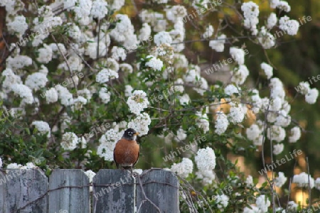 Red Robin auf dem Zaun