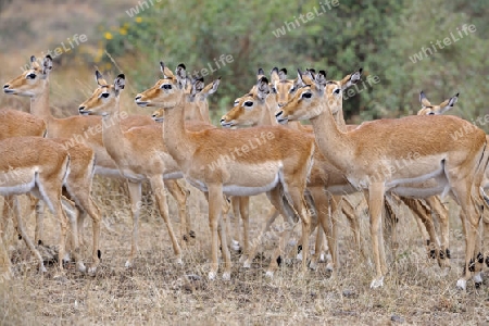 eine Gruppe weiblicher Impala, Antilope (Aepyceros melampus),in  der Masai Mara, Kenia, Afrika