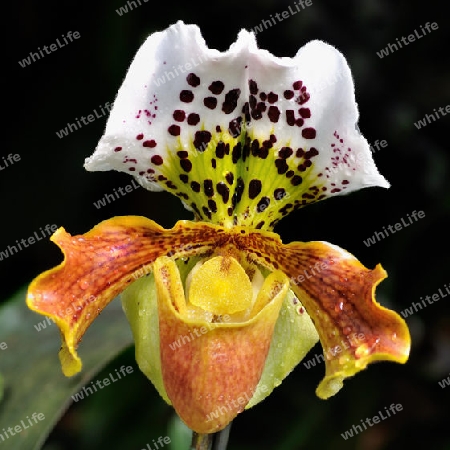 Frauenschuh - Orchidee
