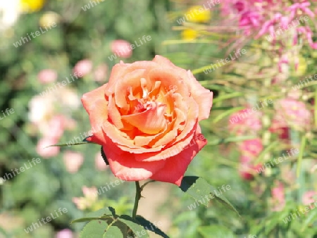Orange/rote Rose