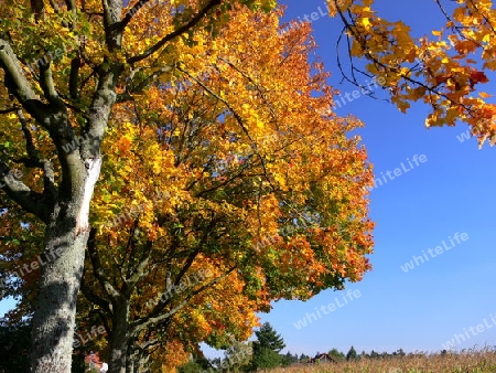 Baumallee in traumhaften Herbstfarben  3