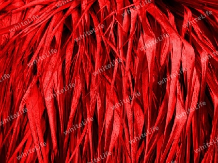 Rote Palmwedel 