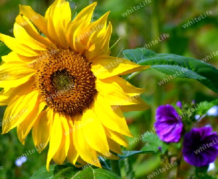 Einzelne Sonnenblume mit unscharfer lila Ackerwinde  2