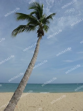 Palme am Strand. Dominikanische Republik