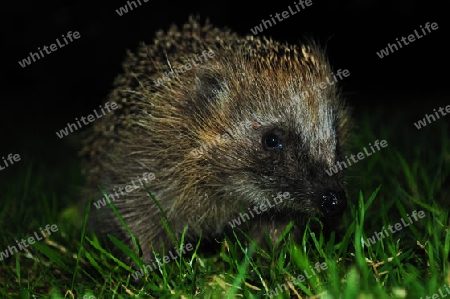 A visit of a hedgehog in the middle of the night on lush green grass - Ein Besuch eines Igels mitten in der Nacht auf saftig gr?nem Gras