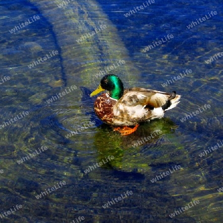 Duck in Laacher See