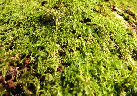 Lush green moss on a sunny day - Saftig gr?nes Moos an einem sonnigen Tag