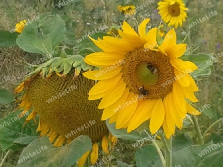 Sonnenblumen-Feld 2