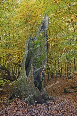 Ca. 800 Jahre alte Buche (Fagus) im Herbst,   Urwald Sababurg Naturschutzgebiet, Hessen, Deutschland, Europa
