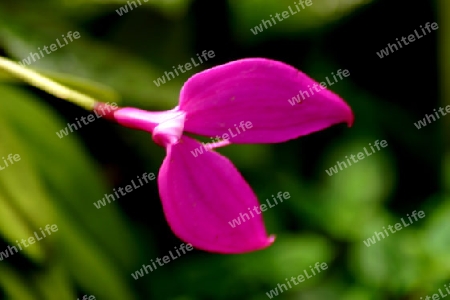 Orchidee - Masdevilla