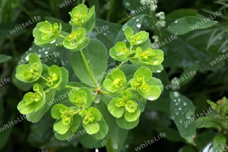 Milzkraut mit Regenteropfen - Leaved golden saxifrage with raindrops
