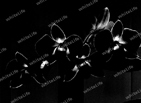 Orchidee schwarz wei?