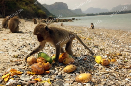 Wilde Affen auf der Monkey Island im Khao Sam Roi Yot Nationalpark am Golf von Thailand im Suedwesten von Thailand in Suedostasien.   