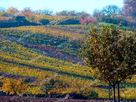 Weinberg in phantastischen Herbstfarben mit Laubbaum im Vordergrund