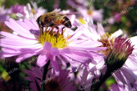 Varroamilbe auf eine Biene