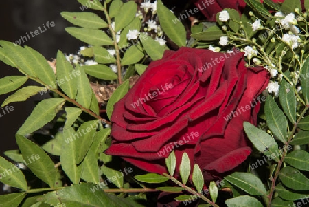 Rose in einem Blumengesteck