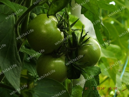 Die   Tomaten