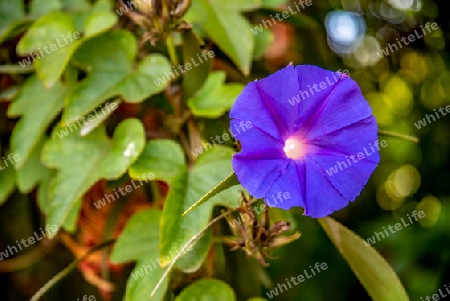 unbekannte blaue Blume 