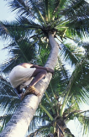 Asien, Indischer Ozean, Sri Lanka,
Ein Mann besteigt eine Kokos Palme, dies beim Kuestendorf Hikkaduwa an der Suedwestkueste von Sri Lanka. (URS FLUEELER)






