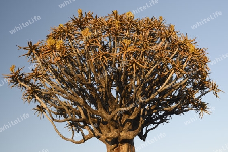 K?cherbaum oder Quivertree (Afrikaans: Kokerboom,  Aloe dichotoma) im ersten Morgenlicht , Keetmanshoop, Namibia, Afrika