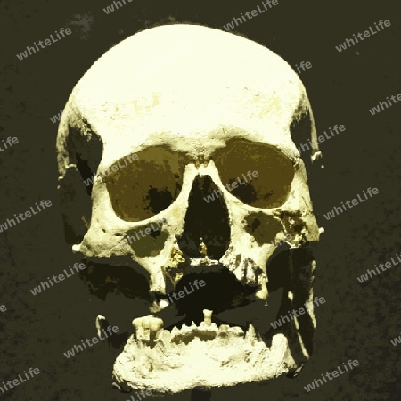 Skull 002
