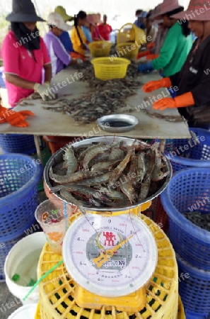 Eine Crevetten Zucht in der Landschaft des Khao Sam Roi Yot Nationalpark am Golf von Thailand im Suedwesten von Thailand in Suedostasien.   (KEYSTONE/Urs Flueeler)