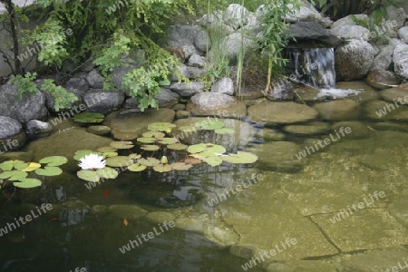 Seerose in einem Teich