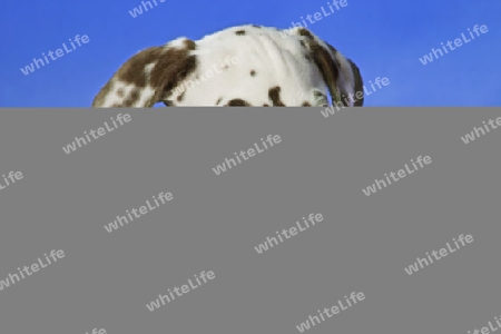 Dalmatinerwelpe auf blauem Hintergrund