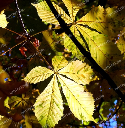 Bl?tter der Rosskastanie in goldgelben Herbstfarben in voller Sonne