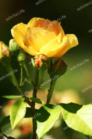 Eine gelbe Rose für Dich