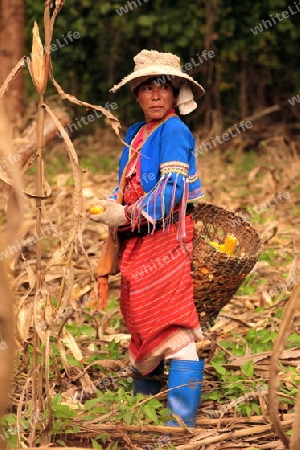 Traditionell gekleidete Frau von einem Stamm der Dara-Ang bei ernten von Maiskolben in einem Maisfeld beim Dof Chiang Dao noerdlich von Chiang Mai im Norden von Thailand.