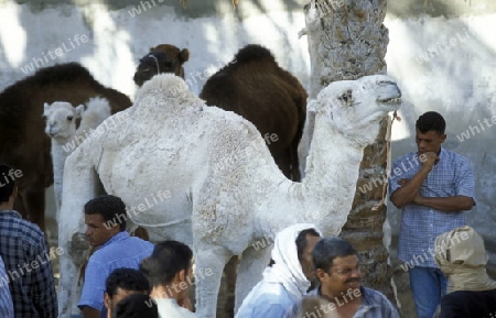 Der Kamel Markt auf dem Dorfplatz in der Altstadt von Douz im Sueden von Tunesien in Nordafrika. 