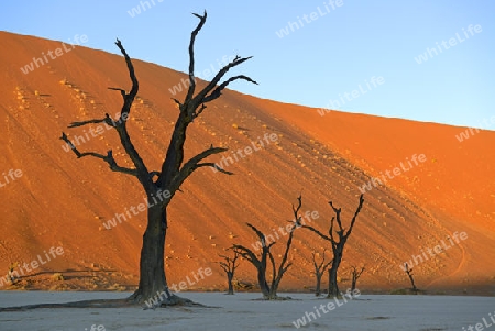 Kameldornb?ume (Acacia erioloba), auch Kameldorn oder Kameldornakazie als Silhouette im letzten Abendlicht auf die D?nen,  Namib Naukluft Nationalpark, Deadvlei, Dead Vlei, Sossusvlei, Namibia, Afrika